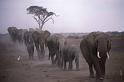 RWT 0196 210-11 Kenya Amboseli Elephants
